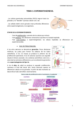 TEMA 3. ESPERMATOGENESIS. terminado.pdf
