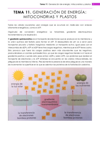 Tema 11.pdf