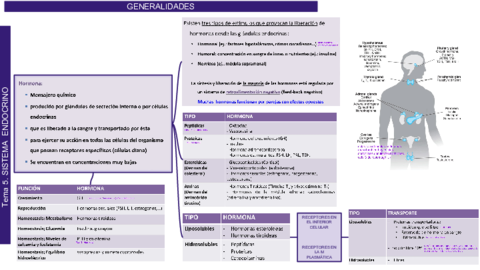 Tema 5. SISTEMA  ENDOCRINO 1.pdf