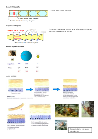 2a part zoologia.pdf