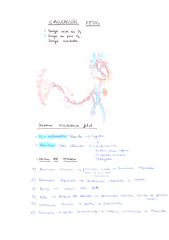 CIRCULACIÓN FETAL Y POSTNATAL.pdf