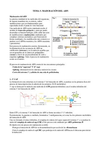 T5. Maduración del ARN.pdf