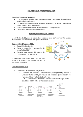 7.CICLO DE CALVIN Y FOTORRESPIRACIÓN.pdf