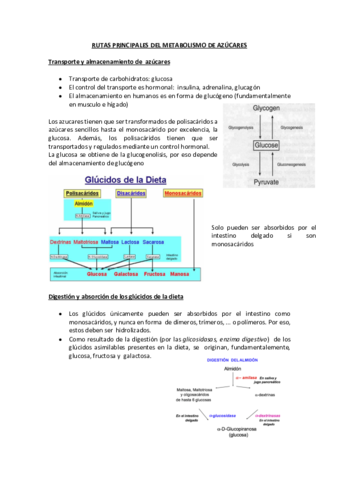 3.Rutas principales del metabolismo de azúcares.pdf