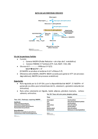 5.RUTA DE LAS PENTOSAS FOSFATO.pdf
