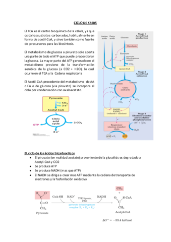 8.CICLO DE KREBS.pdf