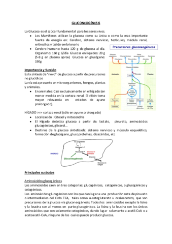 4.GLUCONEOGÉNESIS.pdf