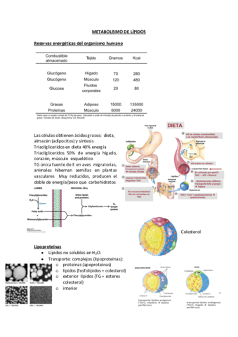 11.CATABOLISMO DE LÍPIDOS.pdf