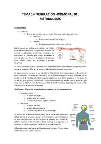 Tema 14. Regulación Hormonal del Metabolismo.pdf