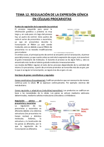 Regulación de la Expresión Génica en Procariotas.pdf