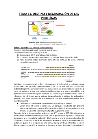 Destino y degradación de las proteínas.pdf