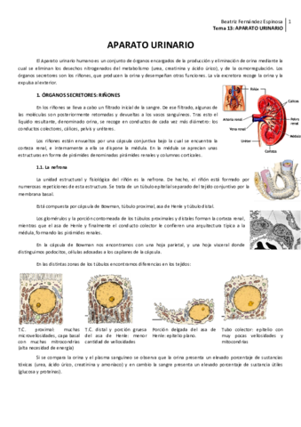 Tema 13_Aparato urinario.pdf
