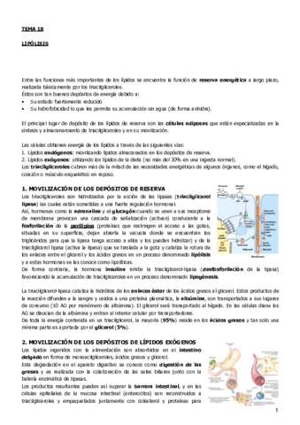 Tema 18.pdf