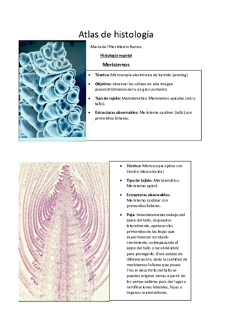 histologia vegetal.pdf