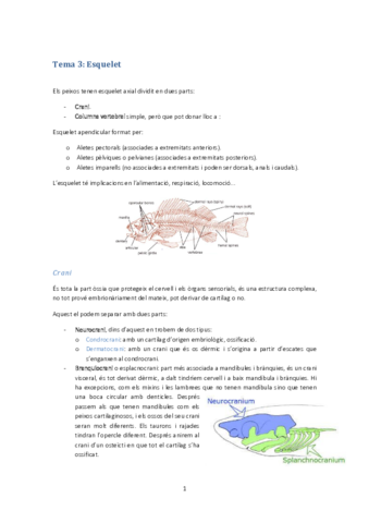 Tema 3-esquelet.pdf