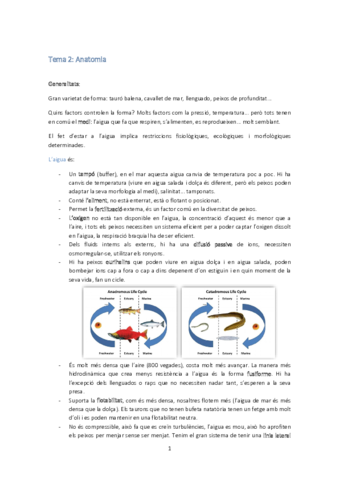 Tema 2-anatomia.pdf