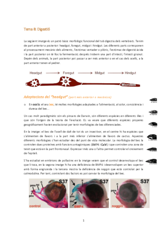 Tema 8-digestió.pdf