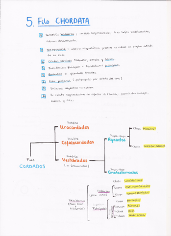 5. Chordata (p.1).pdf