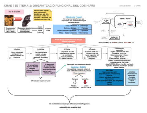 CBAE TEMA 1 1S.pdf