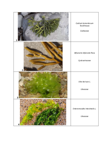 ESPECIES PRÁCTICAS DE CAMPO.pdf
