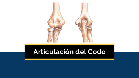 Articulación del Codo.pdf