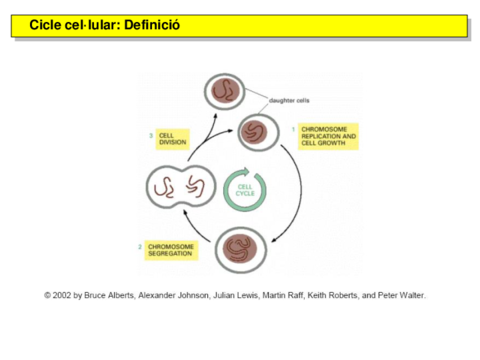 Tema 4.4 Cicle Cel·lular.pdf