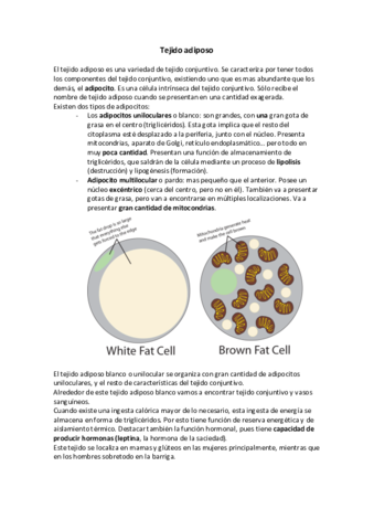 Tejido adiposo.pdf
