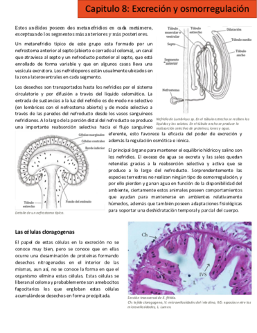 cap 8.pdf