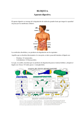 Bloque 6 aparato digestivo.pdf