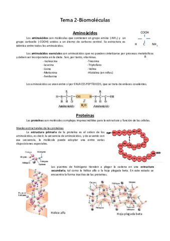 Apuntes Tema 2.pdf