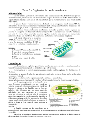 Apuntes Tema 6.pdf