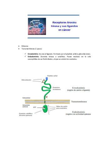 2. RTKs y ligandos.pdf