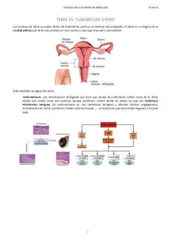 TEMA 15. Útero.pdf