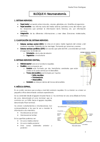 neuroanatomia.pdf