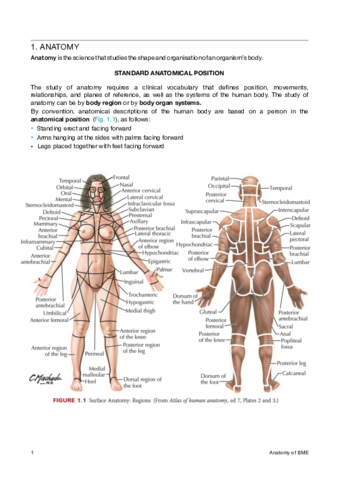 Anatomy.pdf