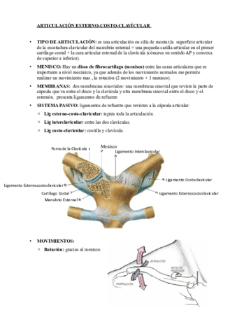 2. Miembro Superior  ESCAPULOTORACICA  COSTOCLAVICULAR.pdf