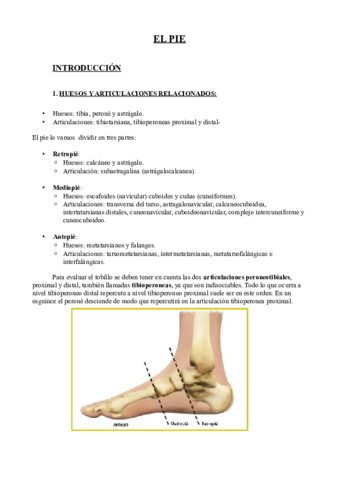 8. Miembro Inferior PIE.pdf