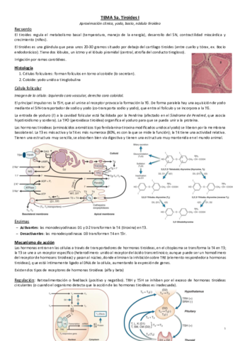 Tema 5a. Tiroides I.pdf