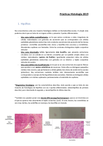 Práctico Histología 2019.pdf