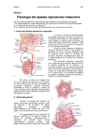 Tema 1. Fisiología del aparato reproductor masculino - copia.pdf