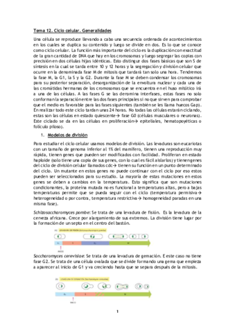 Parcial 2_BioCel Completo.pdf