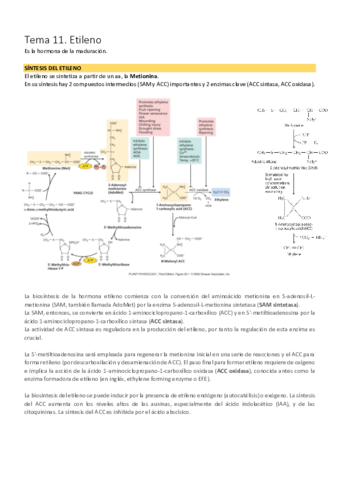 Tema 11. Etileno.pdf