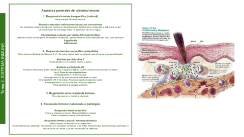 SEMIO-Tema-2-SISTEMA-INMUNE.pdf