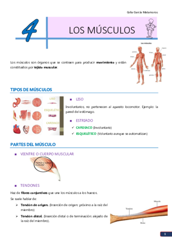 TEMA 4. Los músculos.pdf