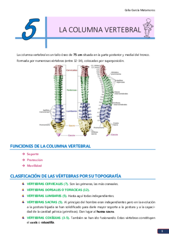 TEMA 5. La columna vertebral.pdf