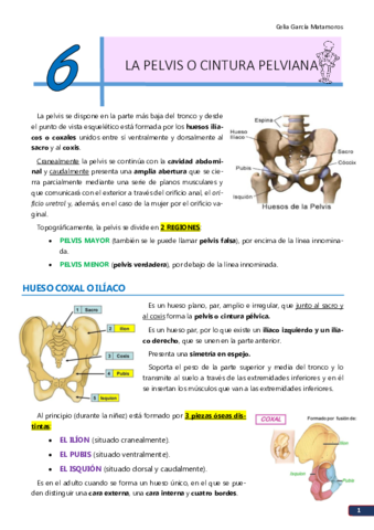 TEMA 6. La pelvis.pdf
