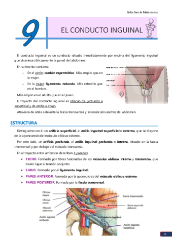 TEMA 9. El conducto inguinal.pdf
