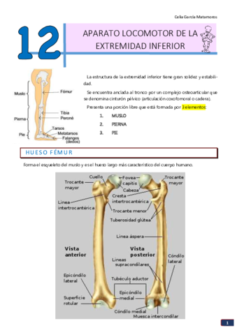 TEMA 12. Aparato locomotor de la ext inferior.pdf
