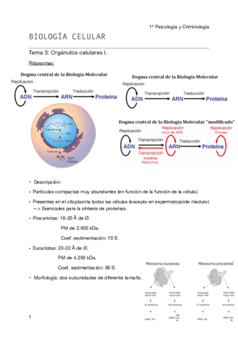 Biología celular - Tema 4 pdf.pdf