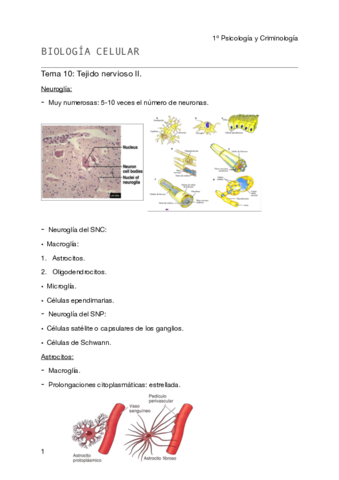 Biología celular - Tema 10- BII pdf.pdf